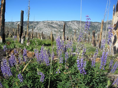 Beautiful wildflowers