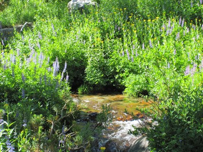 Wildflowers