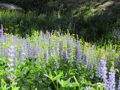 Wildflowers