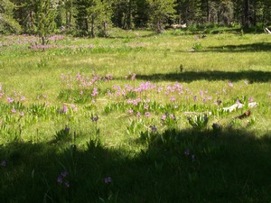 SEKI meadow