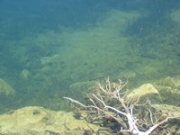 Trout in Dollar Lake