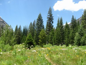 Junction Meadow